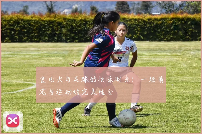 金毛犬与足球的快乐时光：一场萌宠与运动的完美结合